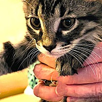 adopt a pet