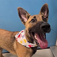 adopt a pet