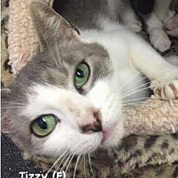 Thumbnail photo of Tizzy #1