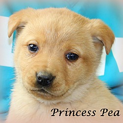 Thumbnail photo of Princess Pea~adopted! #1