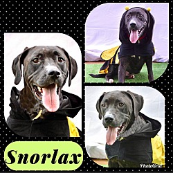 Photo of Snorlax