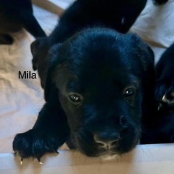 Thumbnail photo of Mila #1