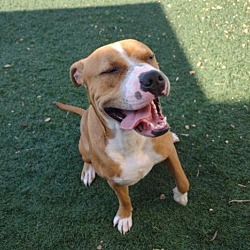 Photo of Cristoph-$75 Adoption Fee! Diamond Dog!