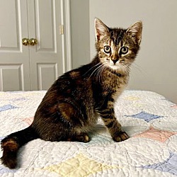 Photo of Pongo is positively kitten