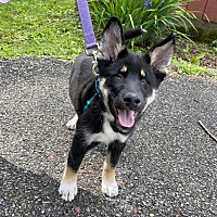 adopt a pet