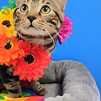 adopt a pet