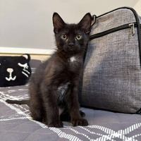 adopt-pet