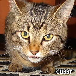 Thumbnail photo of CUBBY--SWEET YOUNG--PLAYFUL #1