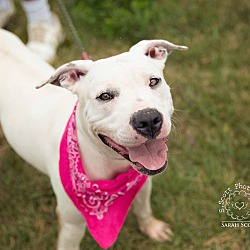 Thumbnail photo of Allie - ADOPTED! #1