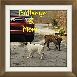 Thumbnail photo of Bullseye (DC) #3