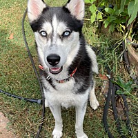 Photo of Evelyn the Husky