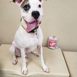 Photo of Spot