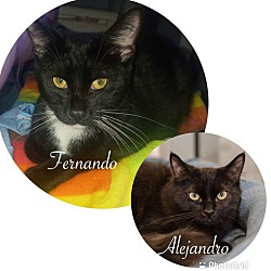 Thumbnail photo of Fernando( Alejandro adopted) #1