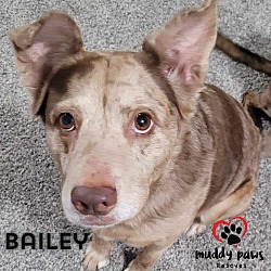 Thumbnail photo of Bailey (Courtesy Post) #1