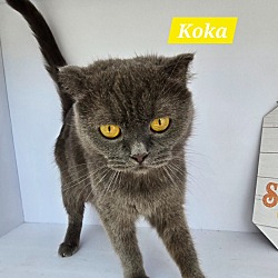 Photo of Koka