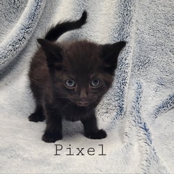 Thumbnail photo of Pixel #1