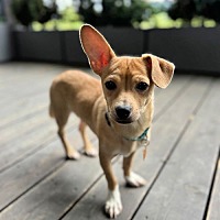 adopt a pet