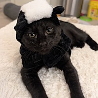 adopt a pet