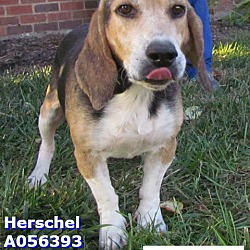 Thumbnail photo of Herschel #2