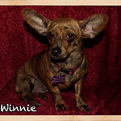 Thumbnail photo of Winnie #4