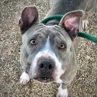 Tucson, AZ - American Pit Bull Terrier. Meet POCKET a Pet for Adoption.