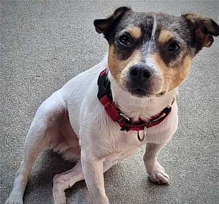 Richmond, VA - Rat Terrier. Meet Merlin (VA) a Pet for Adoption ...