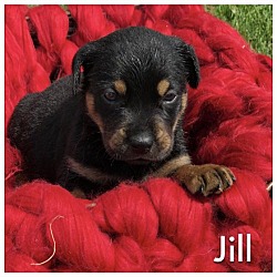 Thumbnail photo of Jill #2