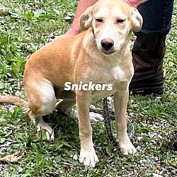 Thumbnail photo of Snickers #2