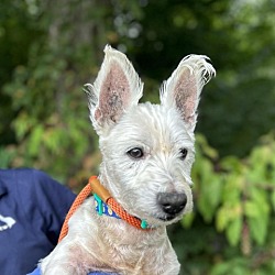 Photo of Widget (fka Benny)
