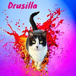 Thumbnail photo of Drusilla #1
