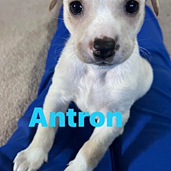 Photo of ANTRON