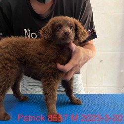 Photo of Patrick 8557