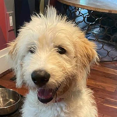 Fairfax, VA - Goldendoodle/Poodle (Standard). Meet BUBBLES a Pet for ...