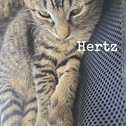 Thumbnail photo of Hertz #1