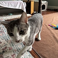 adopt a pet