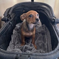 adopt a pet