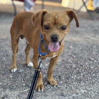 adopt-pet