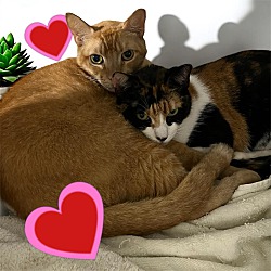 bonded pet photo