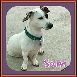 Photo of SAM