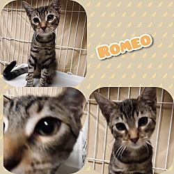 Thumbnail photo of Romeo #1