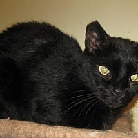 Octavius kitten photoshoot
