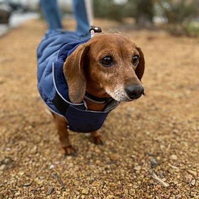 Dallas, TX - Dachshund. Meet Mugs a Pet for Adoption - AdoptaPet.com