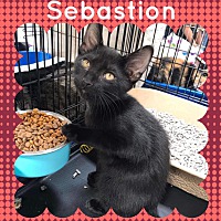 Photo of Sebastion