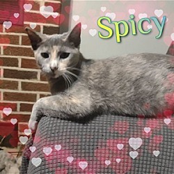 Thumbnail photo of Spicy #3