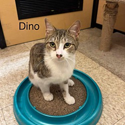 Thumbnail photo of Dino #3