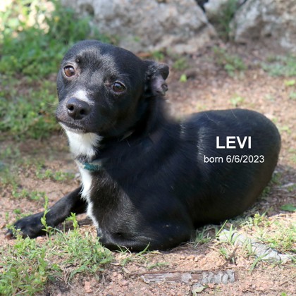 Photo of Levi