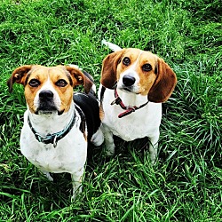 Photo of Daisy and Ruby