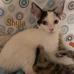 Thumbnail photo of Shyla #2