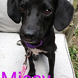 Thumbnail photo of Missy #3