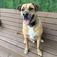 adopt a pet